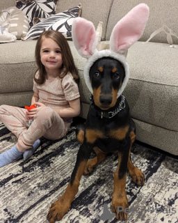 Foto №1. dobermann - zum Verkauf in der Stadt Tirana | 800€ | Ankündigung № 138781