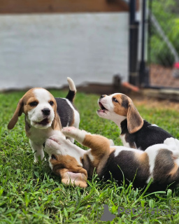 Zusätzliche Fotos: Beagle-Welpen zu verkaufen