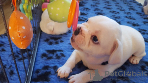 Foto №1. Gesunde Französische Bulldoggenwelpen in der Stadt Berlin. Price - 473€. Ankündigung № 117210