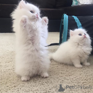 Foto №1. perserkatze - zum Verkauf in der Stadt Schlechtes Vilbel | verhandelt | Ankündigung № 162253