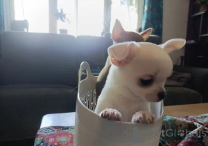 Foto №2 zu Ankündigung № 167680 zu verkaufen chihuahua - einkaufen Deutschland 