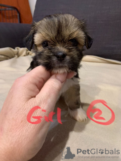 Zusätzliche Fotos: Kc Lhasa Apso zu verkaufen