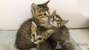 Foto №2 zu Ankündigung № 161086 zu verkaufen ägyptische mau - einkaufen Finnland quotient 	ankündigung, züchter