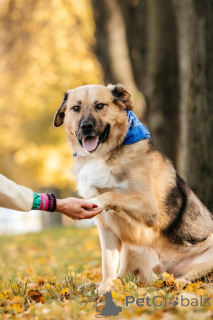 Foto №3. Lernen Sie Melon kennen, einen sanften Riesen mit einem Herzen voller Güte.. Russische Föderation