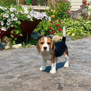 Foto №2 zu Ankündigung № 130675 zu verkaufen beagle - einkaufen Deutschland quotient 	ankündigung