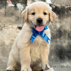 Foto №2 zu Ankündigung № 155485 zu verkaufen golden retriever - einkaufen Deutschland züchter
