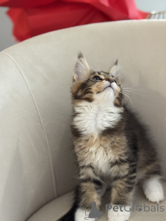 Foto №4. Ich werde verkaufen maine-coon-katze in der Stadt Monaco. züchter - preis - verhandelt