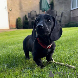 Foto №2 zu Ankündigung № 132327 zu verkaufen dackel - einkaufen Spanien züchter