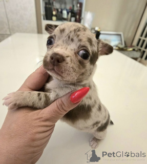 Foto №2 zu Ankündigung № 175091 zu verkaufen chihuahua - einkaufen Serbien züchter