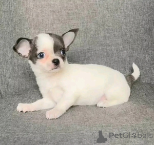 Foto №3. Entzückende Chihuahua -Welpen. USA