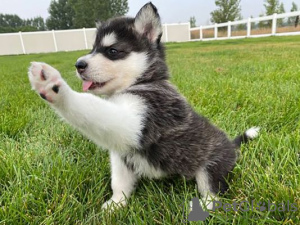 Foto №1. alaskischer kli-kai, alaskan malamute - zum Verkauf in der Stadt Афины | 400€ | Ankündigung № 44912