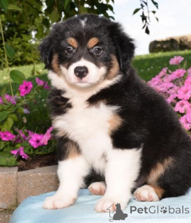 Foto №2 zu Ankündigung № 136903 zu verkaufen australian shepherd - einkaufen Deutschland 