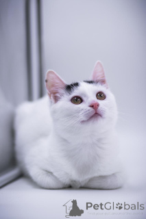 Foto №4. Ich werde verkaufen  in der Stadt Moskwa. quotient 	ankündigung - preis - Frei