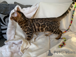 Foto №2 zu Ankündigung № 111110 zu verkaufen bengal katzenrasse - einkaufen USA züchter