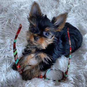Foto №2 zu Ankündigung № 167293 zu verkaufen yorkshire terrier - einkaufen Schweden 