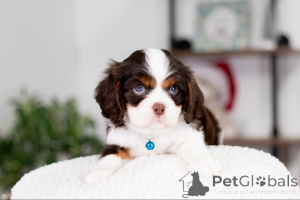 Foto №4. Ich werde verkaufen cavalier king charles spaniel in der Stadt Barsbüttel. quotient 	ankündigung - preis - verhandelt