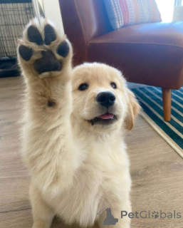 Foto №1. golden retriever - zum Verkauf in der Stadt Bregenz | 350€ | Ankündigung № 142830