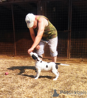 Foto №3. Amstaff Welpen, Junge und Mädchen. Russische Föderation