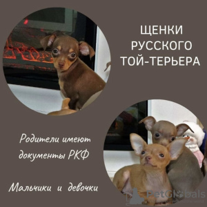 Foto №2 zu Ankündigung № 33079 zu verkaufen russkiy toy - einkaufen Russische Föderation quotient 	ankündigung, vom kindergarten, aus dem tierheim, züchter