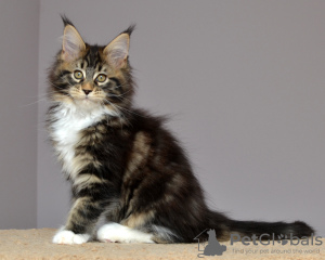 Foto №2 zu Ankündigung № 10325 zu verkaufen maine-coon-katze - einkaufen Russische Föderation vom kindergarten