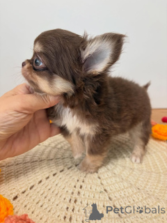 Foto №2 zu Ankündigung № 174050 zu verkaufen chihuahua - einkaufen Tschechische Republik züchter