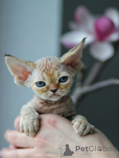 Foto №2 zu Ankündigung № 171375 zu verkaufen devon rex - einkaufen Schweden quotient 	ankündigung
