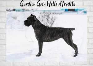 Foto №3. Welpen Cane Corso von Champions. Russische Föderation