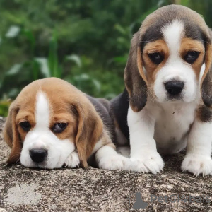 Foto №2 zu Ankündigung № 127639 zu verkaufen beagle - einkaufen Deutschland quotient 	ankündigung