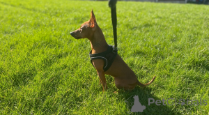 Foto №4. Ich werde verkaufen  in der Stadt Sarajevo.  - preis - 339€