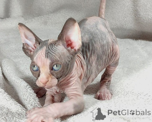 Foto №1. sphynx cat - zum Verkauf in der Stadt Zell bin siehe | 350€ | Ankündigung № 171163