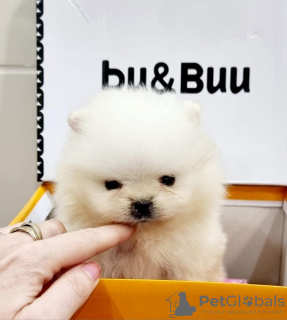 Foto №4. Ich werde verkaufen pommersche spitz in der Stadt Loznica.  - preis - verhandelt