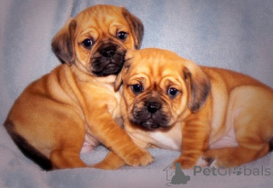 Foto №1.  - zum Verkauf in der Stadt München | 300€ | Ankündigung № 154778