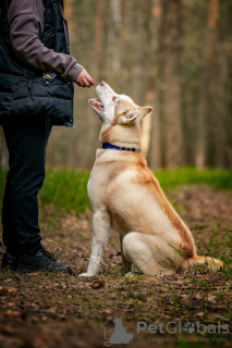 Zusätzliche Fotos: Der hübsche Husky Hart ist in guten Händen