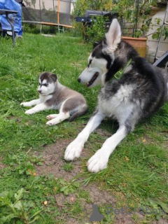 Foto №3. Siberian Husky Welpen. USA