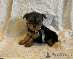 Foto №2 zu Ankündigung № 136778 zu verkaufen yorkshire terrier - einkaufen Deutschland 