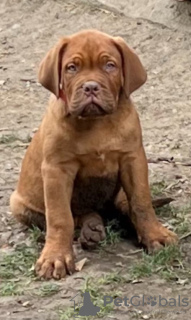 Foto №4. Ich werde verkaufen dogue de bordeaux in der Stadt Prokuplje. züchter - preis - verhandelt