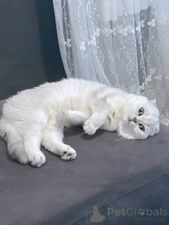 Foto №4. Ich werde verkaufen britisch kurzhaar in der Stadt Aix-en-provence. quotient 	ankündigung - preis - 550€