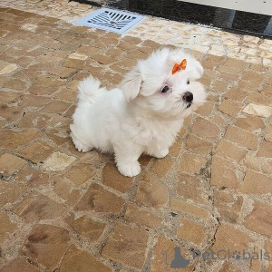 Foto №1. malteser - zum Verkauf in der Stadt Bamberg | verhandelt | Ankündigung № 167549