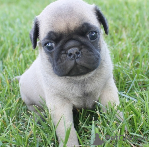 Foto №2 zu Ankündigung № 133326 zu verkaufen  - einkaufen Deutschland 