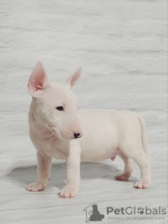 Foto №4. Ich werde verkaufen bullterrier in der Stadt Radom.  - preis - 1300€