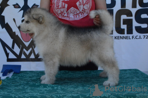 Foto №3. Alaskan Malamute-Welpen. Serbien