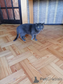 Foto №4. Ich werde verkaufen russisch blau in der Stadt Minsk. quotient 	ankündigung - preis - Frei