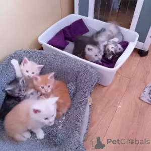 Foto №1. maine-coon-katze - zum Verkauf in der Stadt Schweiß | 380€ | Ankündigung № 167273