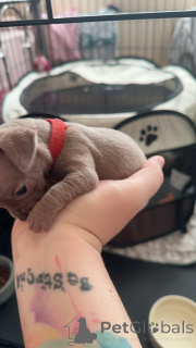 Foto №2 zu Ankündigung № 135624 zu verkaufen chihuahua - einkaufen Deutschland 