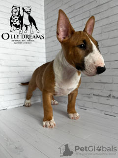 Foto №4. Ich werde verkaufen bullterrier in der Stadt Berlin. züchter - preis - 2300€