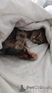 Foto №3. Cat Yashka in guten Händen.. Russische Föderation