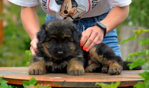 Foto №2 zu Ankündigung № 6697 zu verkaufen deutscher schäferhund - einkaufen Ukraine züchter