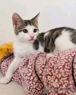 Foto №4. Ich werde verkaufen hauskatze in der Stadt Helsinki. quotient 	ankündigung, züchter - preis - 291€