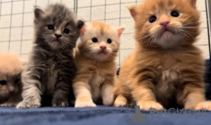 Foto №1. maine-coon-katze - zum Verkauf in der Stadt Florida | 425€ | Ankündigung № 135697