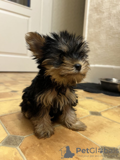 Foto №3. Wunderschöne Miniatur-Yorkshire-Terrier-Welpen. Deutschland